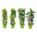 Bild von KP19 Thunbergia  piramide Yellow